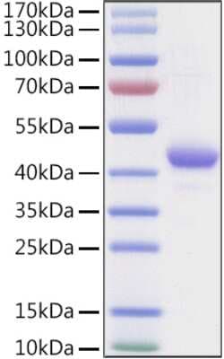 Novus Biologicals&trade;&nbsp;Recombinant Human Apolipoprotein A-II/ApoA2 Fc Avi-tag Protein